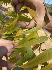 Stigmella longisacca