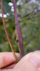 Neolasioptera clematidis