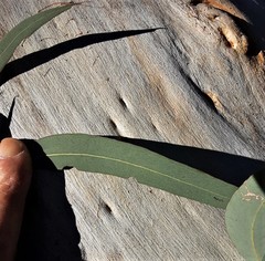 Eucalyptus rossii