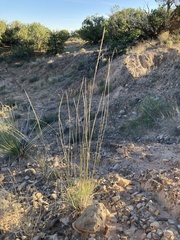 Sporobolus contractus