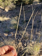 Sporobolus contractus