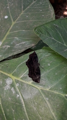 Achlyodes busirus