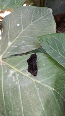 Achlyodes busirus