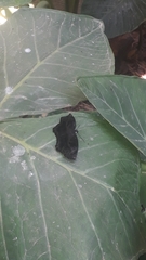 Achlyodes busirus