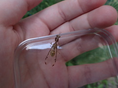 Dicromantispa interrupta
