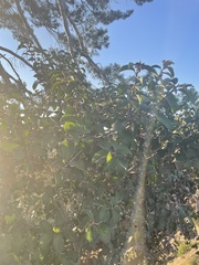 Rhus integrifolia × ovata