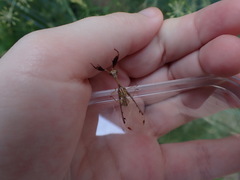 Dicromantispa interrupta