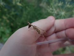 Dicromantispa interrupta