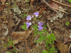 Collinsia violacea