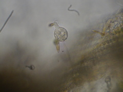 Pythium