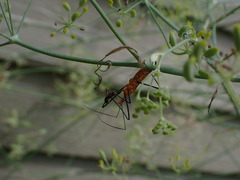 Zelus longipes