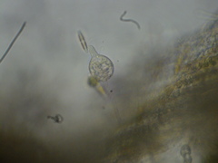 Pythium
