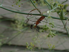 Zelus longipes