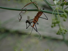 Zelus longipes