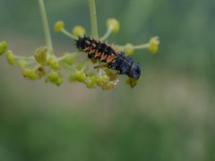 Harmonia axyridis