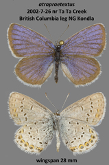 Plebejus idas atrapraetextus