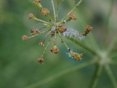 Insecta