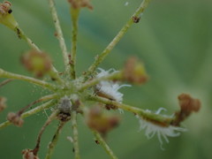 Insecta