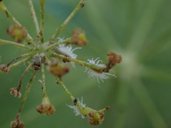 Insecta