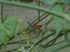 Zelus longipes