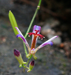 Tricyrtis lasiocarpa