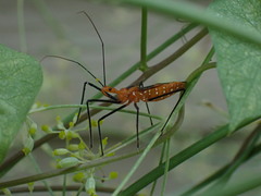 Zelus longipes