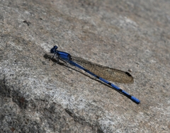 Argia lacrimans