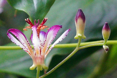 Tricyrtis lasiocarpa