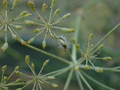 Insecta