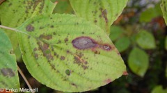 Parallelodiplosis subtruncata