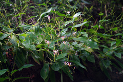 Tricyrtis lasiocarpa
