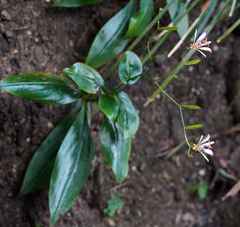 Tricyrtis lasiocarpa