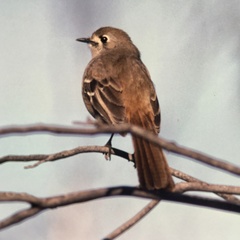 Drymodes brunneopygia