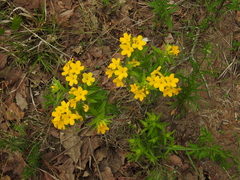 Lithospermum caroliniense croceum
