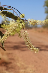 Grevillea dimidiata