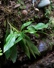 Tricyrtis lasiocarpa
