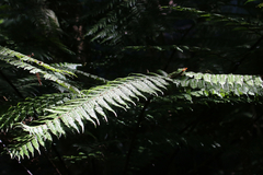 Alsophila leichhardtiana