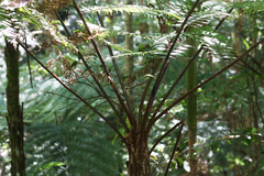 Alsophila leichhardtiana