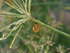 Harmonia axyridis