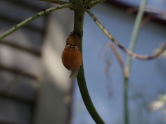 Harmonia axyridis