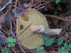 Suillus hirtellus