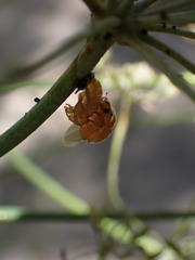 Harmonia axyridis