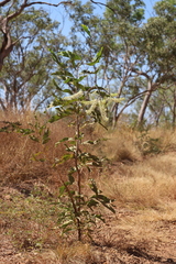 Grevillea dimidiata