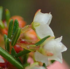 Erica tenuis