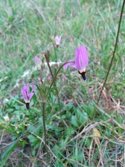 Dodecatheon