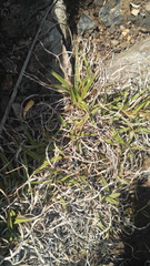 Xerophyta adendorffii