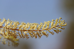 Grevillea dimidiata