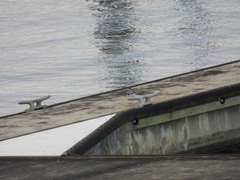 Charadrius vociferus