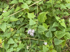 Tamaulipa azurea