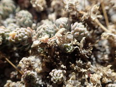 Psammotropha frigida